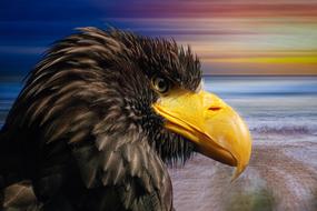 digital image of a profile of a white-tailed eagle on the seashore