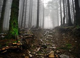 stones on the road in a foggy forest