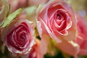 macro photo of Rose Flower Petals
