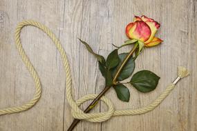 rose and twine