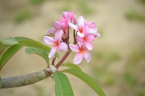Pink Flowers at Nature