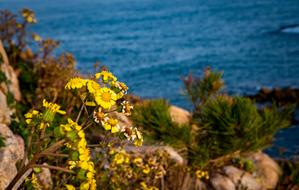 yellow Flowers and other plants on the cliff above the Sea