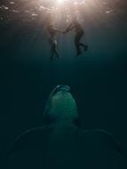 painted floating pair and whale underwater