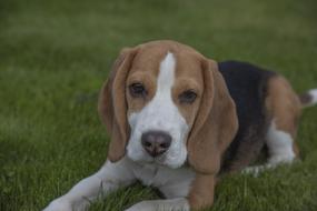 beagle puppy on a green lawn