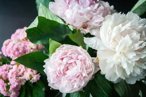 bouquet of pink and white peonies with green leaves