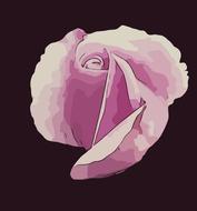 purple rose, drawing
