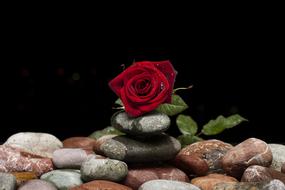 scarlet rose on a round pebble