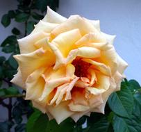 macro photo of yellow climbing rose