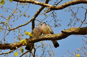 Pigeons Couple Pair tree