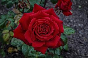 Beautiful Rose, shrub with Red Flowers and colorful leaves