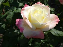 yellow and pink Rose blooming in garden