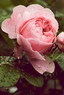 amazing Flower Nature Rose