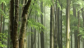 green Light Tree Trunks