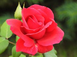 romantic red rose in the garden in macro