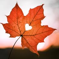 Leaf Heart Love sun