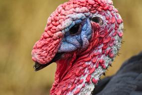 Turkey close-up on blurred background