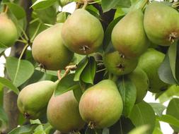 green pears on a tree in the garden