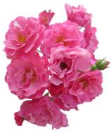 Roses, Pink Flowers at white background