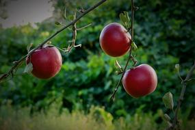 red Apples Garden green