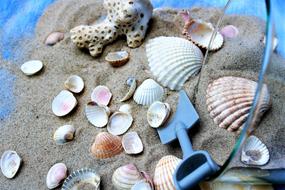 glass bowl with Seashells and Sand, decoration