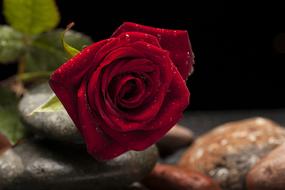 Rose, Red Flower on pebbles close up