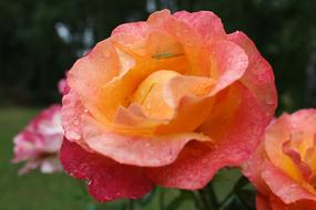 Rose Beauty Rain drop