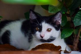 photo of a black and white cat on a background of a green potted plant