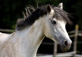 white pony on a farm pasture