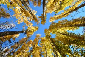 photo of yellow autumn birches