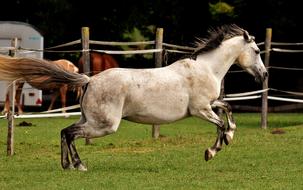 white pony rides pasture