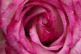 goodly Flower