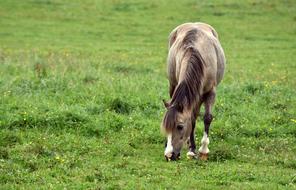 brown Horse grazing on Meadow