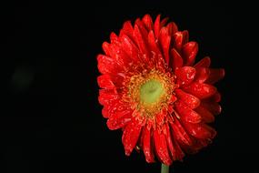 amazing Gerbera Flower Red