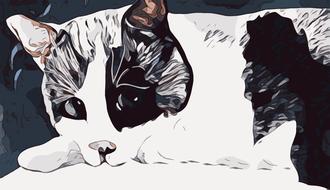cat pet animal drawing