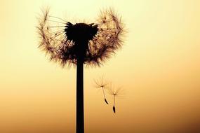 photo of flying dandelion seeds against the background of the evening sky