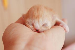 newborn red kitten on hand