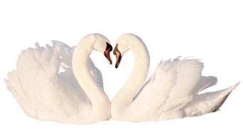 two white Swans each opposite other