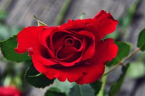romantic red garden rose