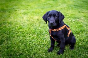 black domestic puppy on a green lawn