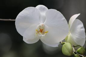 closeup picture of blooming white tropical orchid