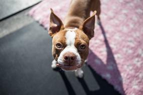 cute boston terrier pup