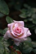 wet pink rose bud on a bush