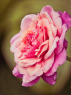 Rose Blossom cute pink