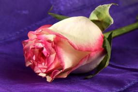 delicate white-pink rose on a purple background