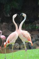 pink flamingos in love