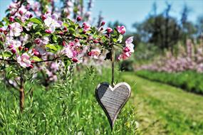 wooden heart in the orchard