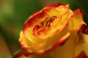 amazing Rose Flower orange