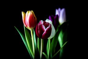 Tulip Nature flowers