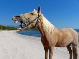 amazingly beautiful Horse Beach Laugh