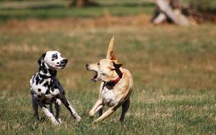 two playful dogs